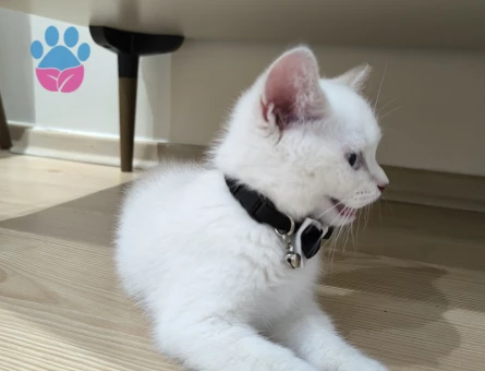 Erkeğimize Misafir arıyoruz