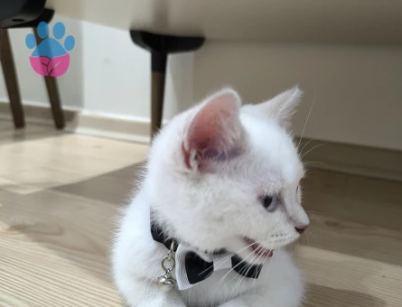 Erkeğimize Misafir arıyoruz