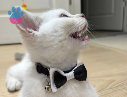 Erkeğimize Misafir arıyoruz