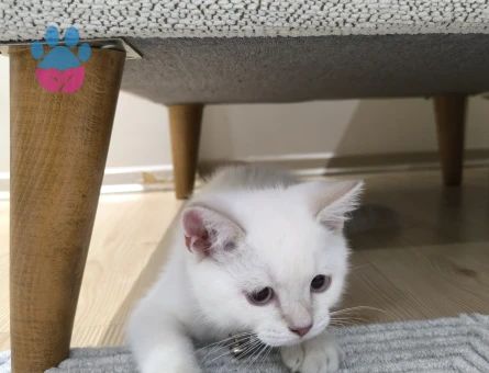 Erkeğimize Misafir arıyoruz