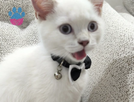 Erkeğimize Misafir arıyoruz