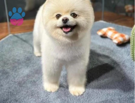 Pomerainan Boo Dişi