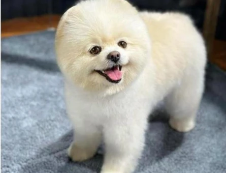 Pomerainan Boo Dişi - 118979706