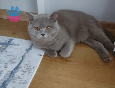 Kedim leydi kızgınlikta şuan