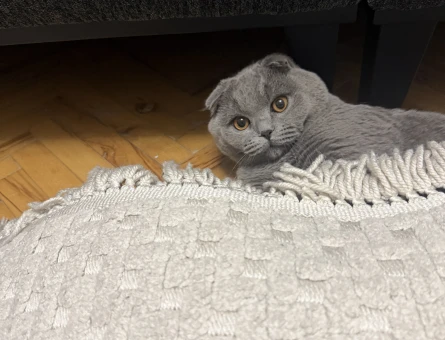 Erkek Scottish Fold Gri kedime eş arıyorum - 118979708