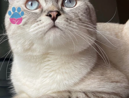 SÜTLAÇ BEYE EŞ ARIYORUZ