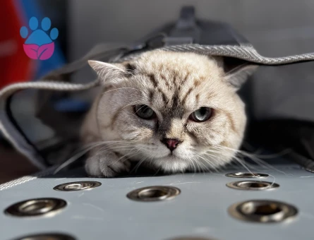 SÜTLAÇ BEYE EŞ ARIYORUZ