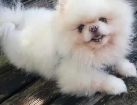 Pomeranian bo teddy bear - 118979711