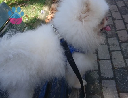 Pomeranian bo teddy bear