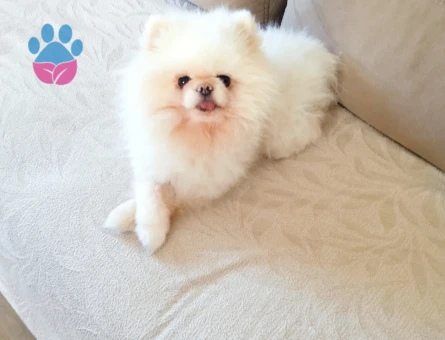 Pomeranian bo teddy bear