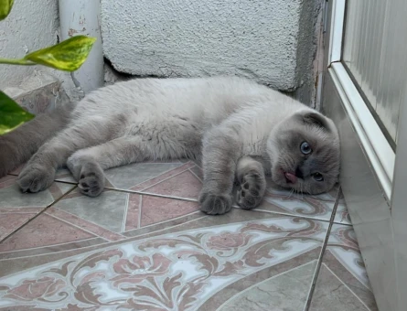 Kedim için dişi kedi arıyorum - 118979712