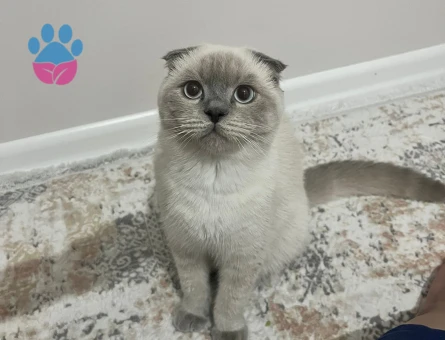 Kedim için dişi kedi arıyorum