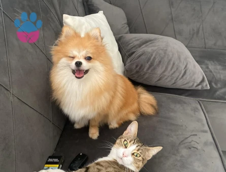 Dişi Pomeranian 4 yaşında - Görsel 3