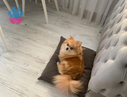 Dişi Pomeranian 4 yaşında - Görsel 4