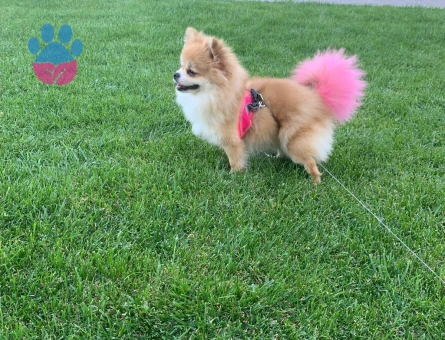 Dişi Pomeranian 4 yaşında - Görsel 5