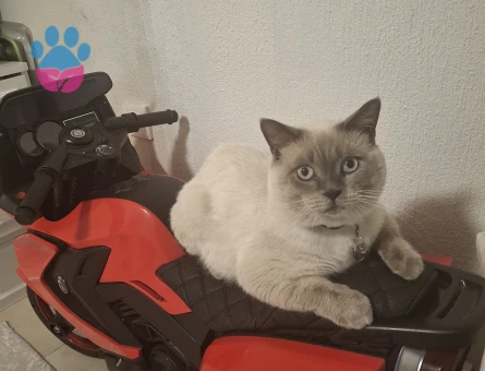 British Shorthair Sütlaç 1 Yaşında Eş Arıyor - 118985102