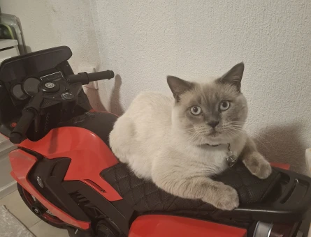 British Shorthair Sütlaç 1 Yaşında Eş Arıyor - 118985102