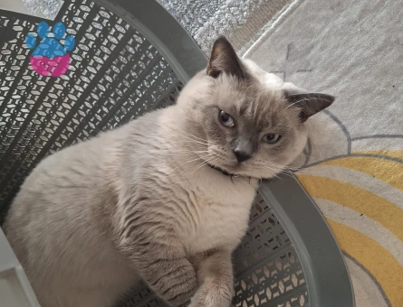 British Shorthair Sütlaç 1 Yaşında Eş Arıyor - Görsel 3