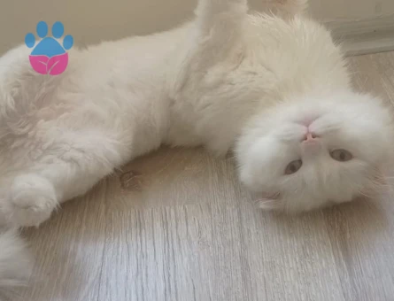 Scottish Fold 2,5 Yaşında Kedime Eş Arıyoruz - 118985103