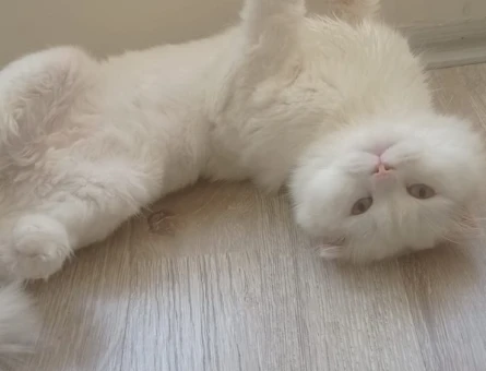 Scottish Fold 2,5 Yaşında Kedime Eş Arıyoruz - 118985103
