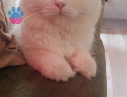 Scottish Fold 2,5 Yaşında Kedime Eş Arıyoruz - Görsel 3