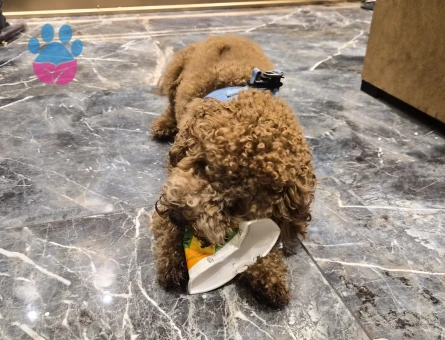 Toy Poodle Dişi poodle aranıyor - 118985105