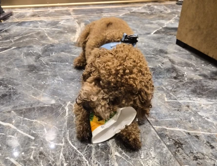 Toy Poodle Dişi poodle aranıyor - 118985105