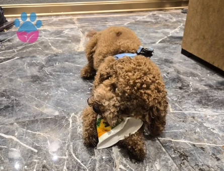 Toy Poodle Dişi poodle aranıyor - Görsel 4