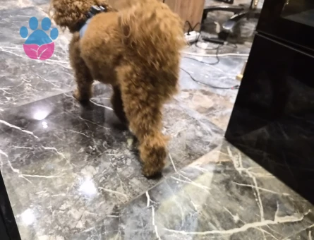 Toy Poodle Dişi poodle aranıyor - Görsel 3