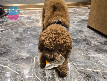 Toy Poodle Dişi poodle aranıyor - Görsel 5