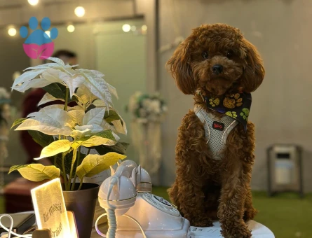 Toy Poodle Mr Leo Eş Arıyor - Görsel 2