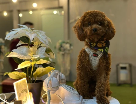 Toy Poodle Mr Leo Eş Arıyor - 118985106