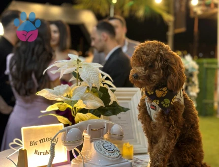 Toy Poodle Mr Leo Eş Arıyor - Görsel 3