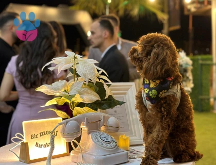 Toy Poodle Mr Leo Eş Arıyor - Görsel 4