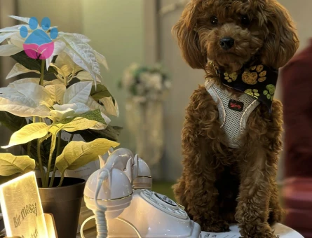 Toy Poodle Mr Leo Eş Arıyor - Görsel 5