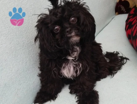 Shih Tzu Kızıma eş arıyorum - Görsel 2