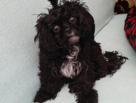 Shih Tzu Kızıma eş arıyorum - 118985107