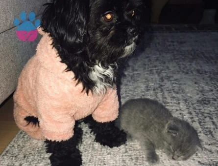 Shih Tzu Kızıma eş arıyorum - Görsel 3