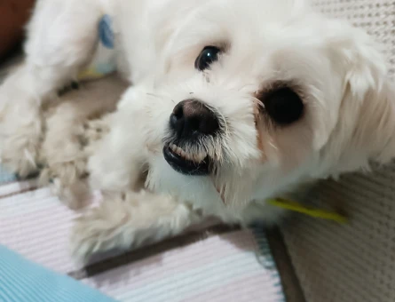Maltese Terrier 1 Yaşında Eş Arıyor - 118985108