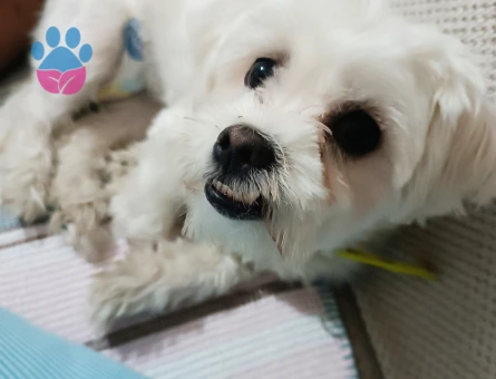 Maltese Terrier 1 Yaşında Eş Arıyor - Görsel 3