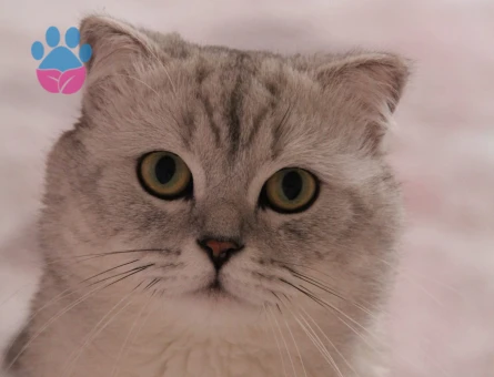 British Shorthair Hünkar Eş Arıyor