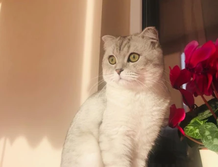 British Shorthair Hünkar Eş Arıyor - 118972195