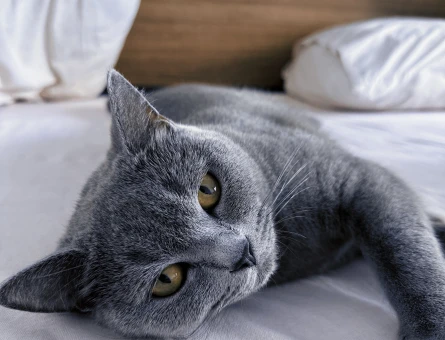 British Shorthair Kızım Şila’ya Eş Arıyorum - 118980147
