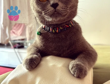 British Shorthair Kızım Şila’ya Eş Arıyorum