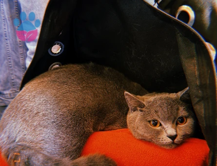 British Shorthair Kızım Şila’ya Eş Arıyorum