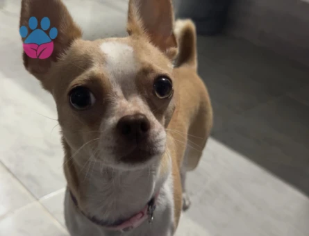 Kızımıza eş arıyoruz