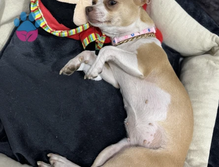 Kızımıza eş arıyoruz