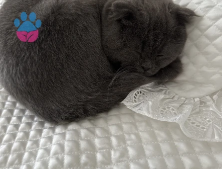 KEDİ