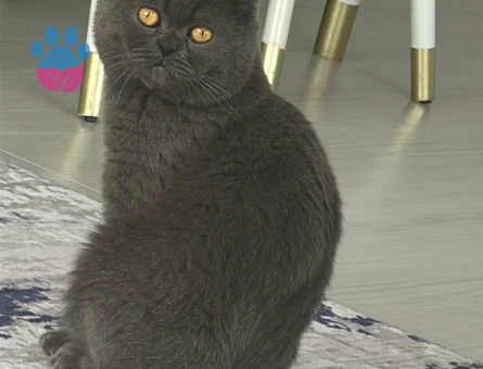 KEDİ