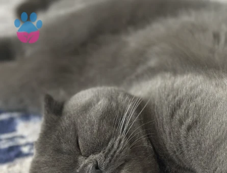 KEDİ